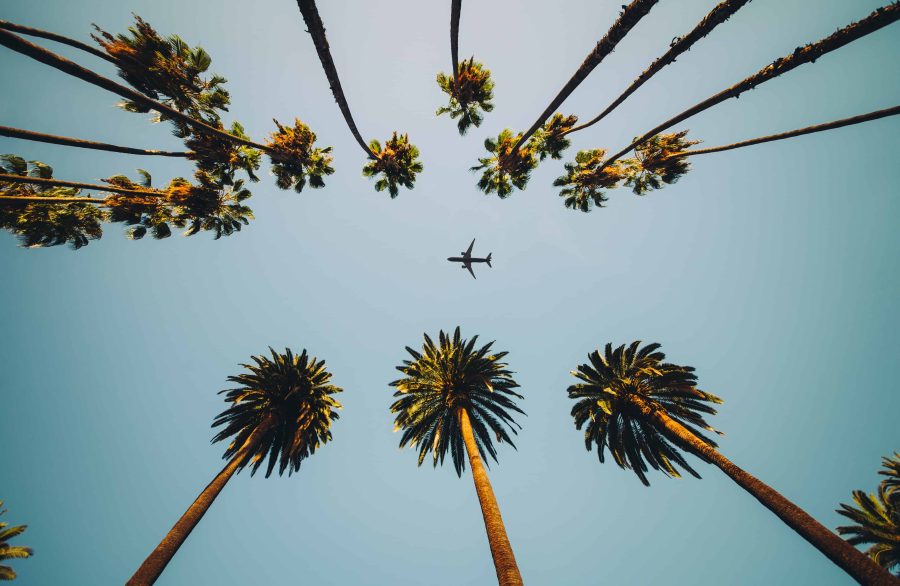 view of palm trees sky and aircraft flying 6JC3JZQ How Long Should You Hold On To Your Points And Miles